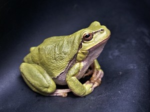 frog-111179_960_720