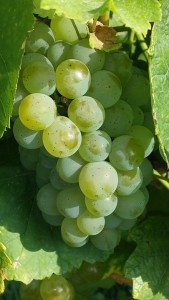 grapes-449678_960_720